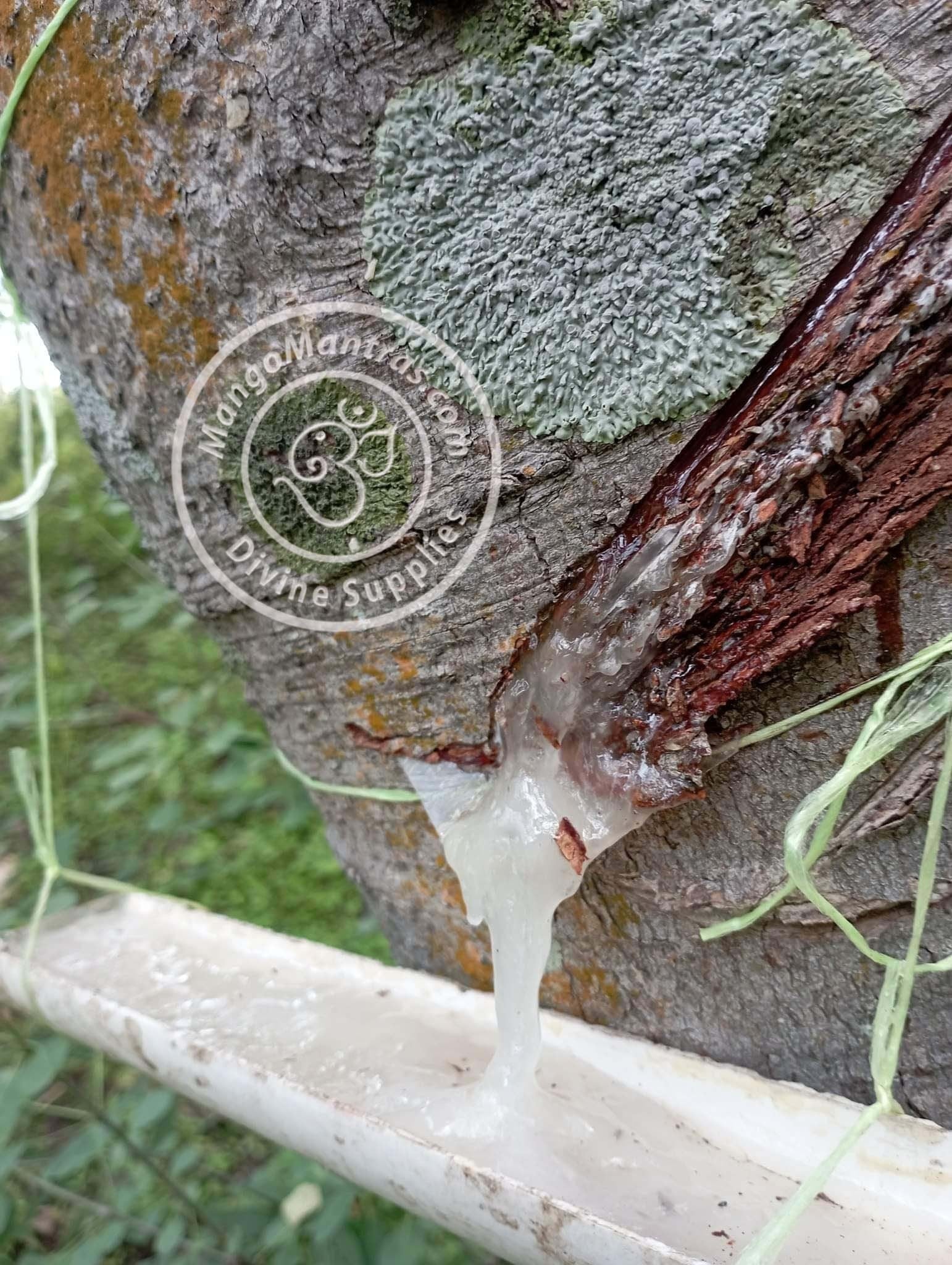 More Copal de la Penca 100% Pure Organic from Mexico! Highest Grade Fresh Unprocessed White Copal for Protection, Blessing & Purification!