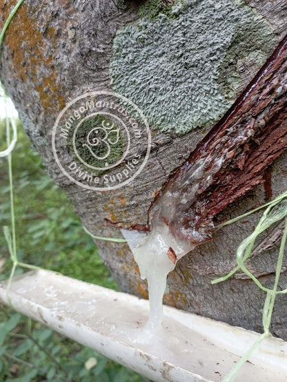 More Copal de la Penca 100% Pure Organic from Mexico! Highest Grade Fresh Unprocessed White Copal for Protection, Blessing & Purification!